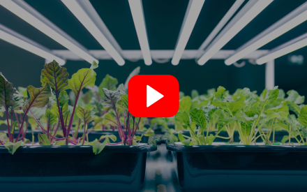 ▶ Watch: Indoor Plant Lighting