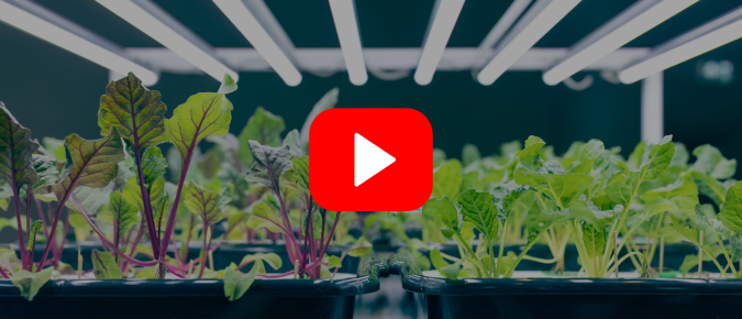 ▶ Watch: Indoor Plant Lighting