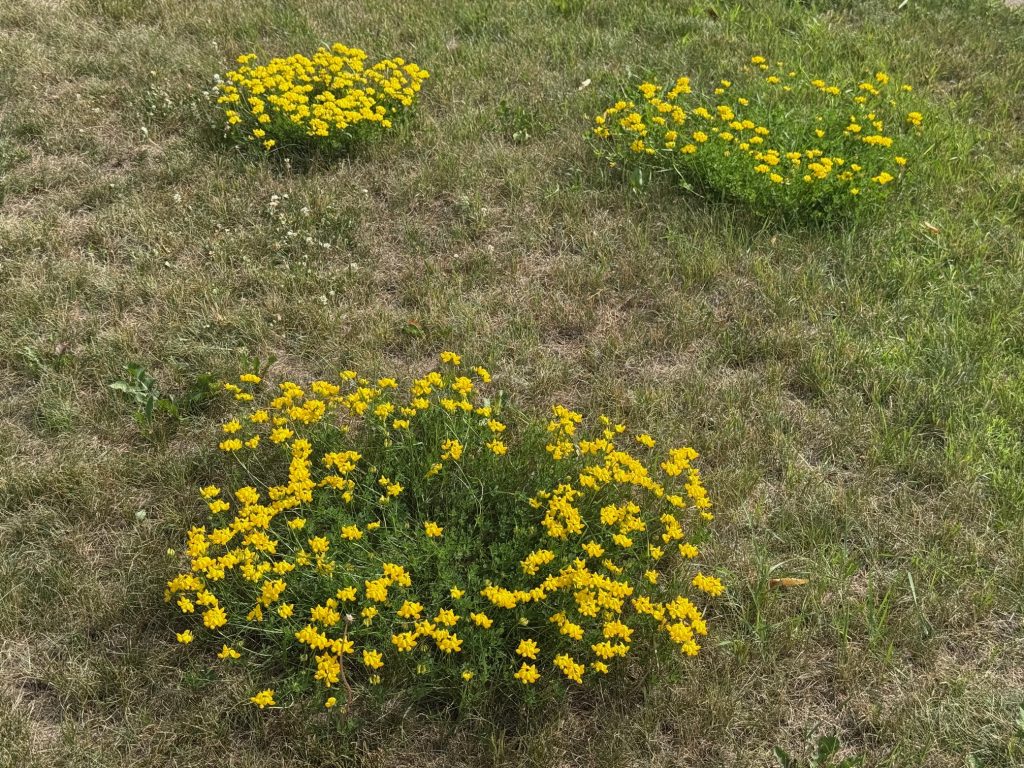 Birdsfoot trefoil (Lotus corniculatus) is a perennial broadleaf species featuring trifoliate leaves and bright yellow flowers for much of the summer. Birdsfoot trefoil thrives under drought and low fertility conditions and will spread via rhizomes and stolons.