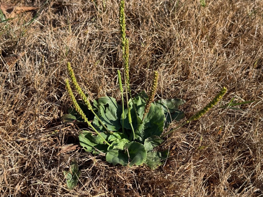 Broadleaf Plantain (Plantago major) is a common perennial broadleaf weed with a rosette growth habit and oval to elliptic shaped leaves. Note the elongated “rattail” elongated spike seedhead.