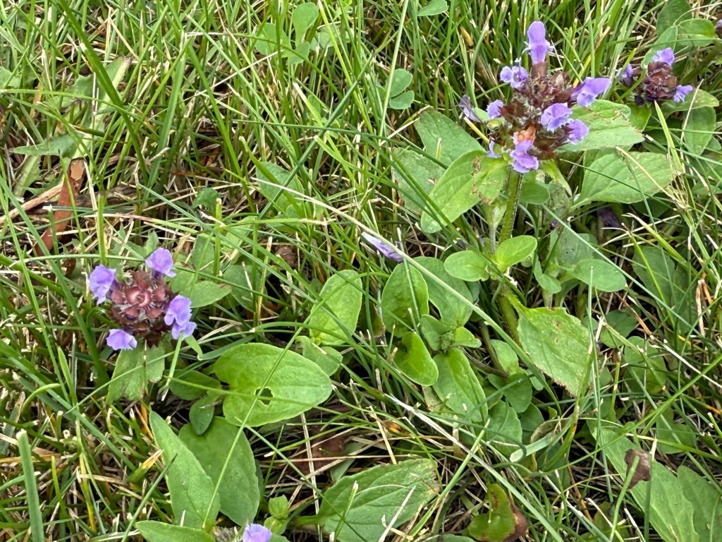 Healall (Prunella vulgaris) is a broadleaf perennial featuring tube-shaped, purple flowers on a dense spike. Leaves are egg-shaped on stalks originating from square stems (mint family). Healall prefers moist soils.