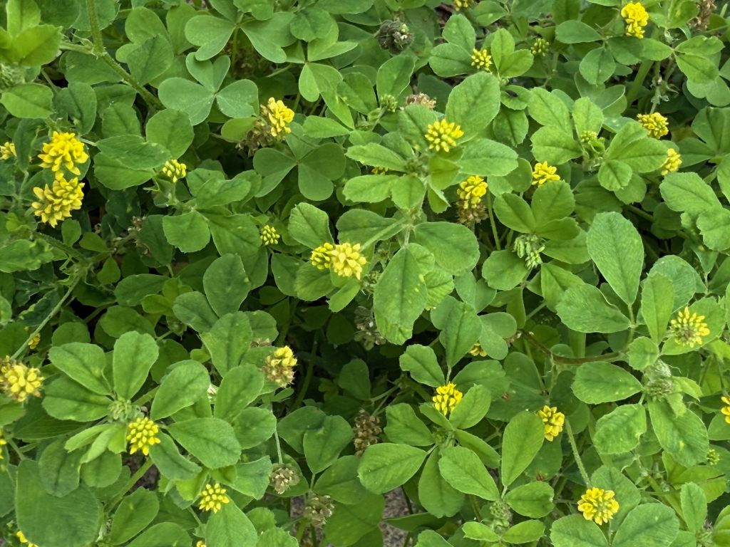 Black medic (Medicago lupulina) is an annual broadleaf (sometimes biennial) with trifoliate leaves – with the middle leaf on a stalk. Small clusters of yellow flowers will become black fruit clusters. Black medic often indicates low fertility and tolerates drought very well.
