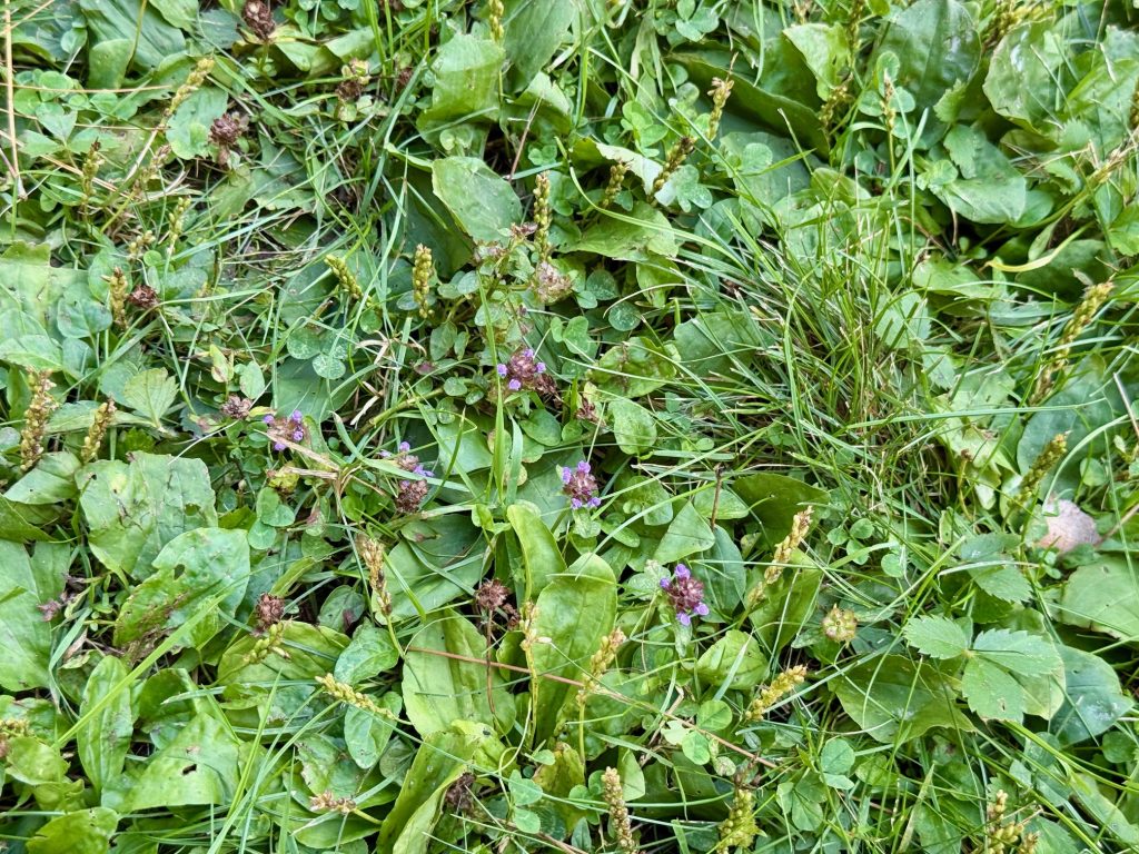 Broadleaf weeds such as shown in this lawn feature a variety of sizes, shapes, and colors of leaves, flowers, and seedheads that stand out when growing among lawn grasses. Many can become very visible chronic obstacles to the aesthetics of an ornamental lawn.