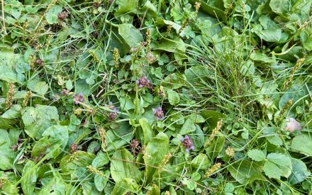 Managing Broadleaf Weeds in Lawns