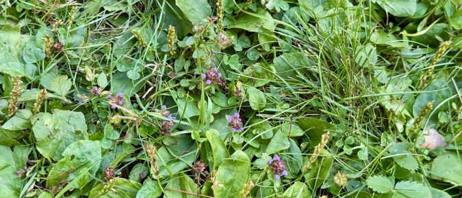 Managing Broadleaf Weeds in Lawns