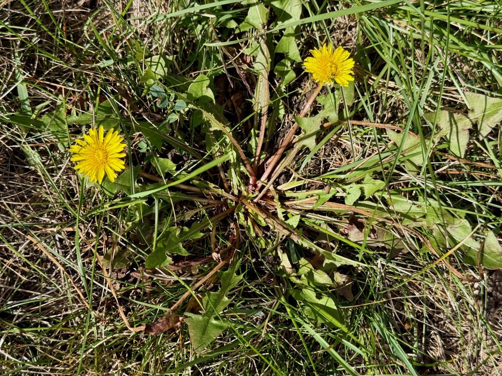 Dandelion (Taxaxacum officinale) is a familiar perennial broadleaf identified by the irregular toothed leaf with wavy margins, along with a bright yellow flower. Dandelion has a deep taproot and becomes established under a variety of conditions. Seeds readily disperse in the wind from round, whitish seedheads.