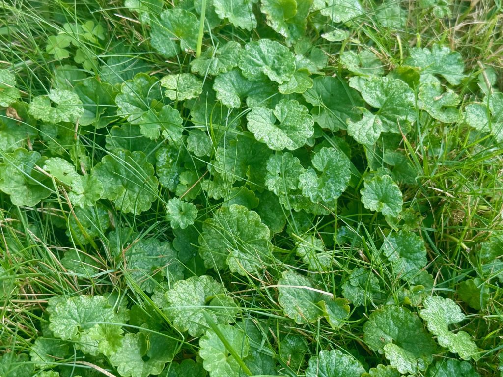 Ground Ivy/Creeping Charlie (Glechoma hederacea) is a difficult to control perennial belonging to the mint family featuring kidney-shaped leaves with rounded teeth margins. Flowers are purplish-blue. Square stems creep and root along the soil surface. Ground ivy thrives in shade, sun, and poorly drained sites, and is particularly difficult to control in shaded lawns. 