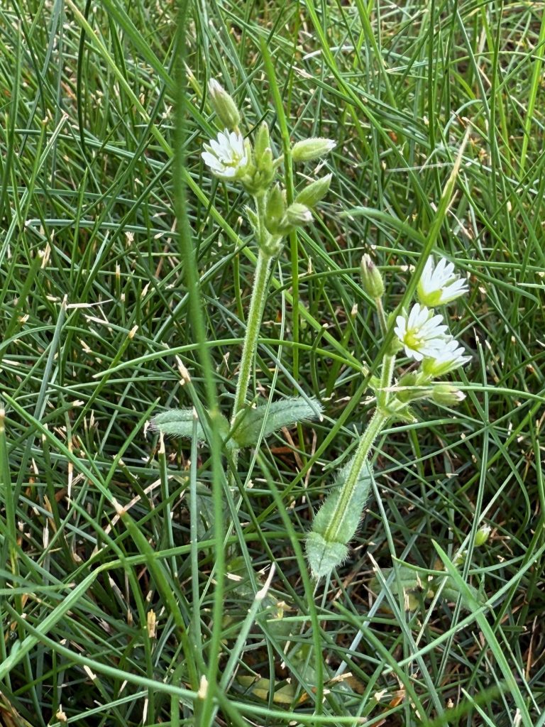 Mouse-ear Chickweed (Cerastium fontanum ssp. vulgare) is a broadleaf perennial with small, elongated leaves and small white flowers. Stems and leaves have fine hairs, and plants often form dense mats. Mouse-ear chickweed readily adapts to mowed turf areas and thrives under close mowing. 