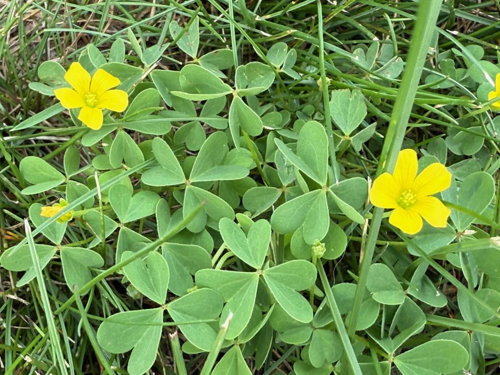 Yellow woodsorrel (Oxalis stricta) can be either an annual or perennial broadleaf and features heart-shaped trifoliate leaves with yellow flowers. Flowers develop into an elongated capsule which later ejects seeds. Yellow woodsorrel tolerates a wide range of soil conditions.