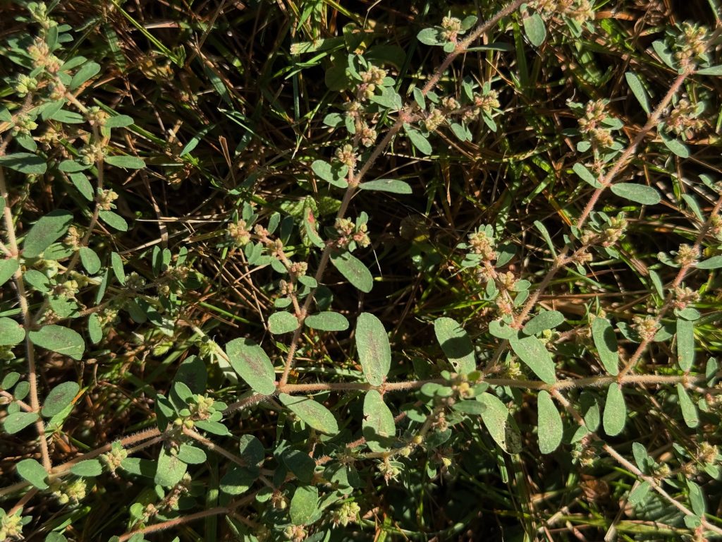 Prostrate Spurge (Euphorbia maculata) is a warm-season (summer) annual with opposite oval leaves, oftentimes with maroon blotches in the middle. Flowers are small and white, transitioning to pink seed capsules. Prostrate spurge grows quickly in hot weather, especially in lawns under summer stress, and can also tolerate soil compaction.