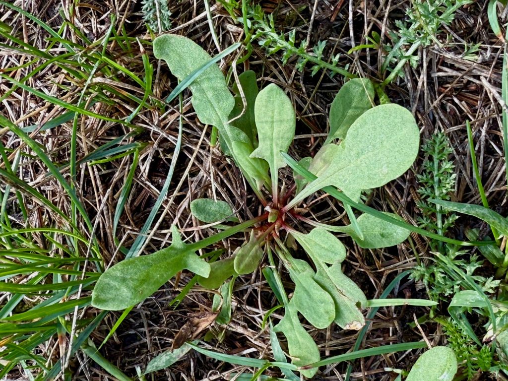 Red Sorrel (Rumex acetosella) is a low-growing creeping perennial that spreads by rhizomes.  Leaves have a unique arrowhead shape, and reddish flowers appear on an upright, branched seedhead extending above the lawn grasses. Red sorrel will tolerate a range of conditions but very commonly indicates an acidic soil.