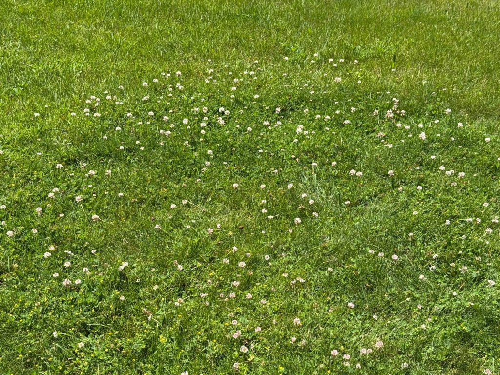 White Clover (Trifolium repens) is a common perennial broad broadleaf weed with a trifoliate leaf; each leaflet is on a short stalk (petiole). White flowers will turn pink with age. Thriving populations of white clover in lawns indicates low soil fertility. In addition, white clover tolerates lawns mowed excessively short.